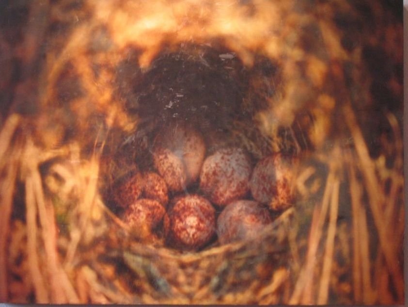 Wren's Nest