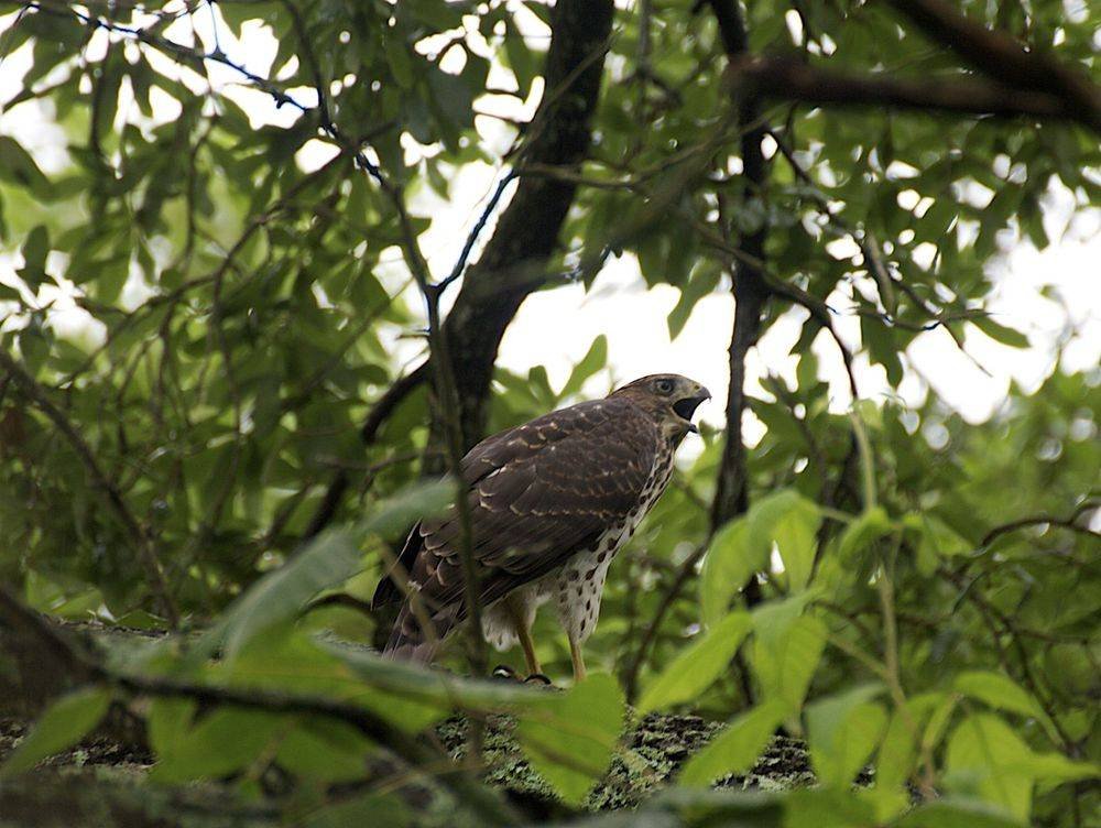 Juvenile Cooper's Hawk Talk