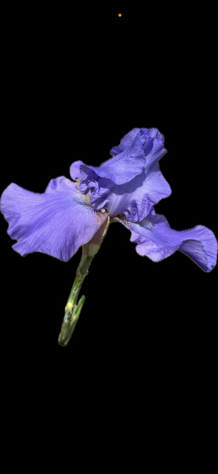 Iris Momie Lee